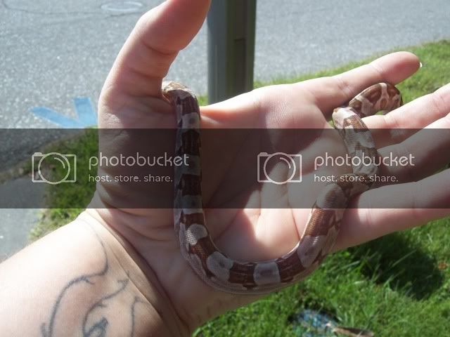 babyboas024.jpg