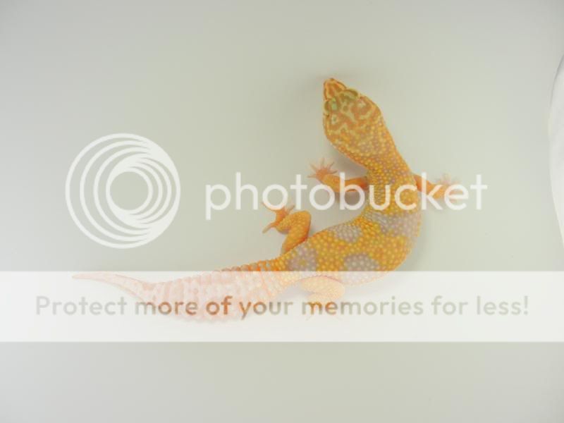 GeckosApril2011247.jpg