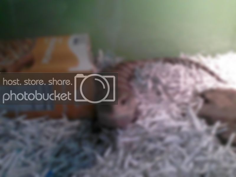 1bubba8114_zpsd03a90c6.jpg