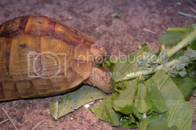 greektortoise011-1.jpg