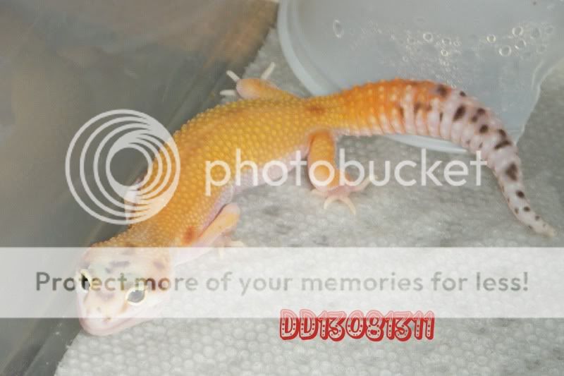 DSCF1098.jpg