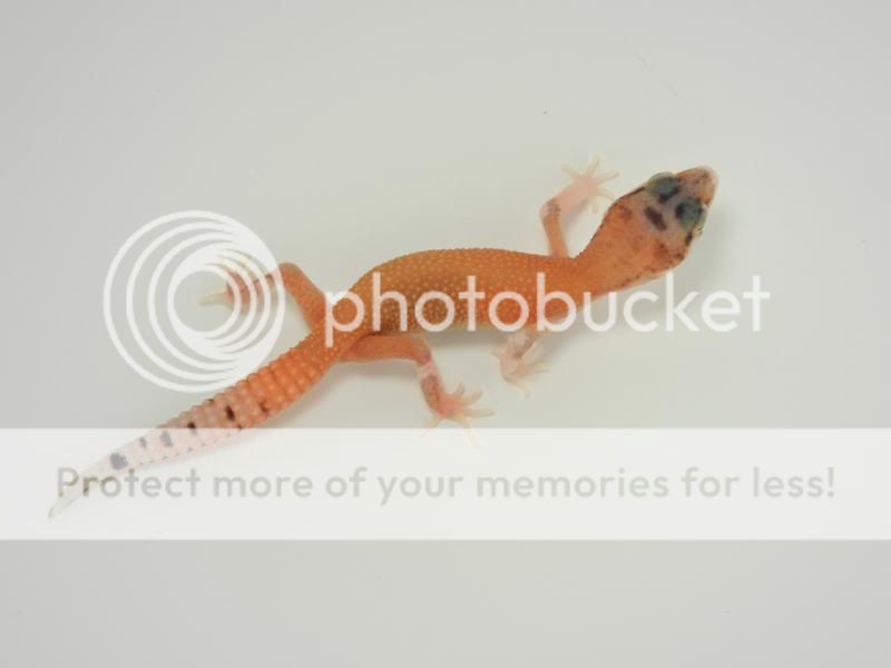 GeckosApril2011378.jpg