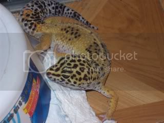 geckos4009.jpg