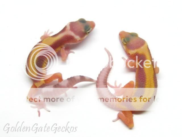 BoldRWbabies.jpg