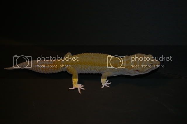 geckolineup1-15-09013.jpg