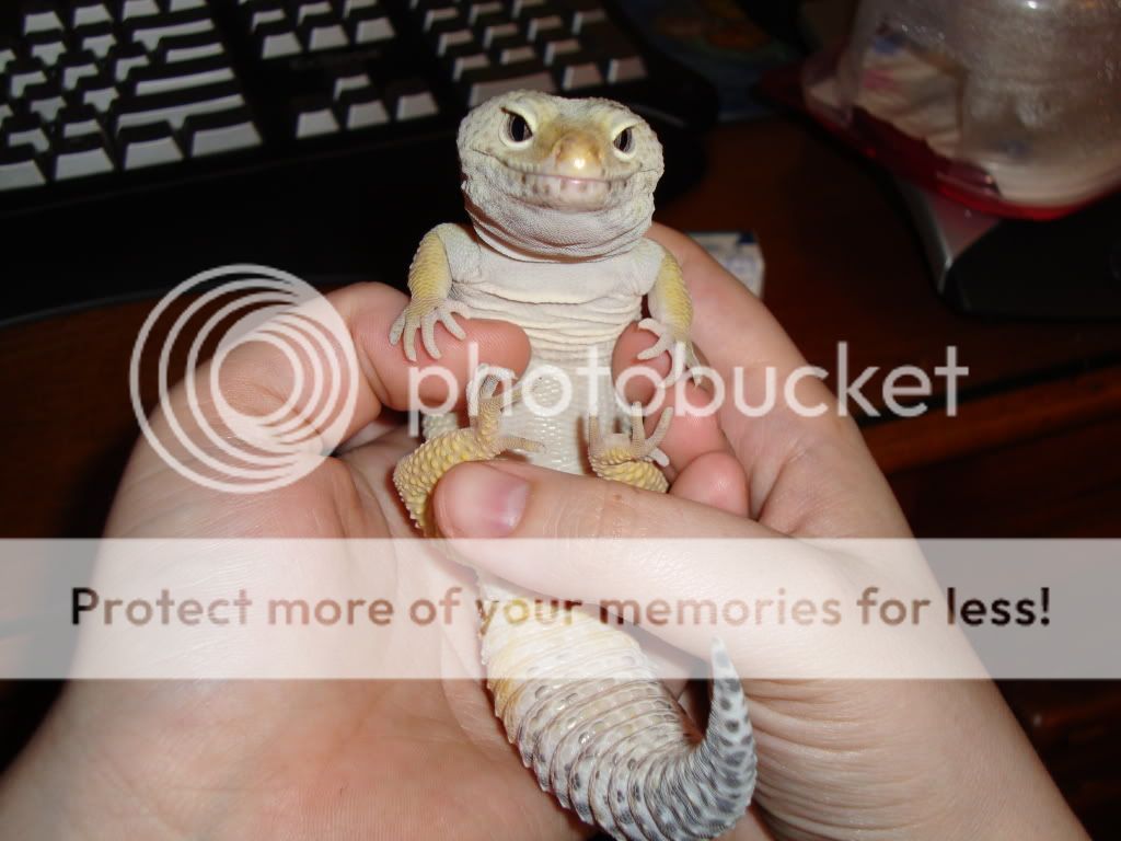 Geckos649.jpg