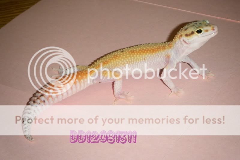 DSCF1522.jpg