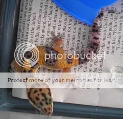 geckonew003.jpg