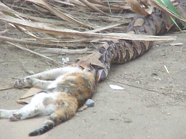 Gabonica_Katze1.jpg