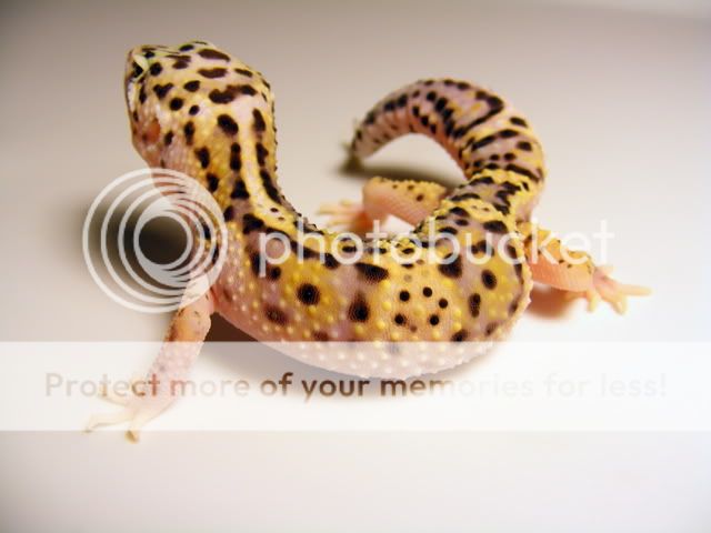 geckoslighttest067.jpg