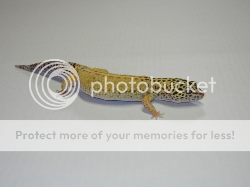 GeckosMarch2011085.jpg