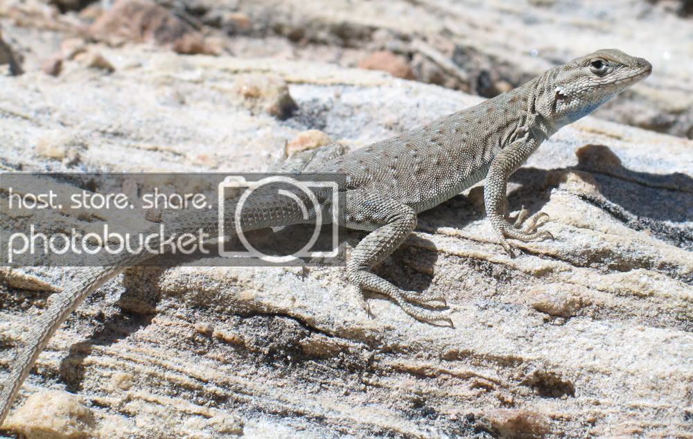 sideblotchedlizard1.jpg