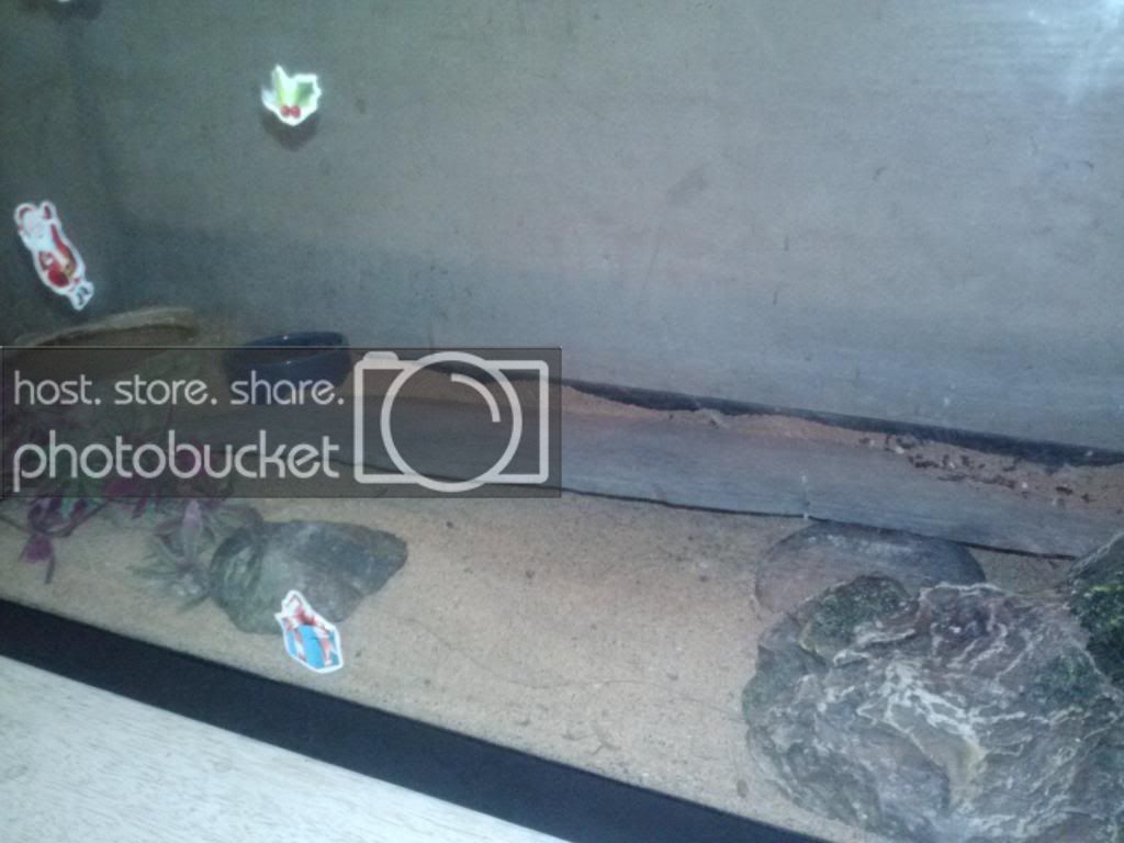 geckocage_zpsc9723070.jpg