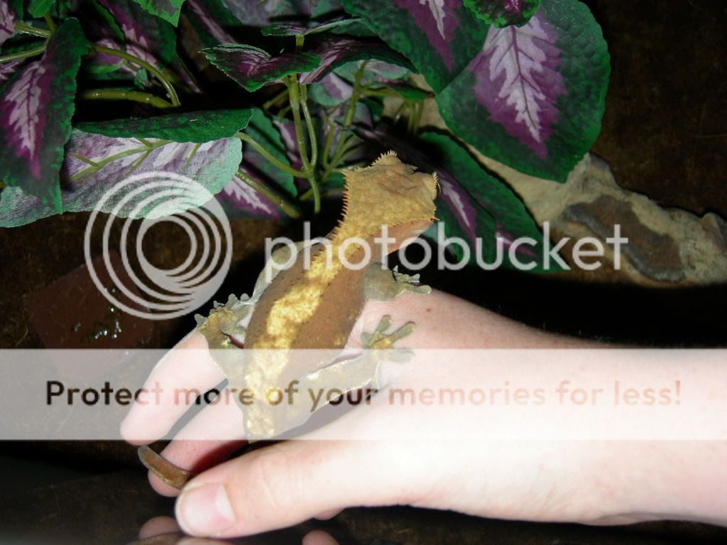 DSCN17650003.jpg