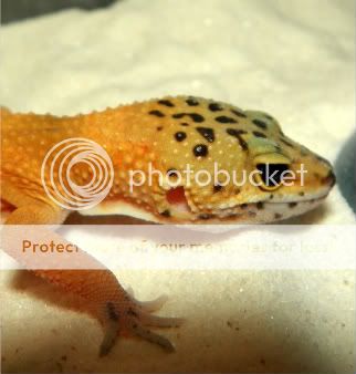 geckos022.jpg