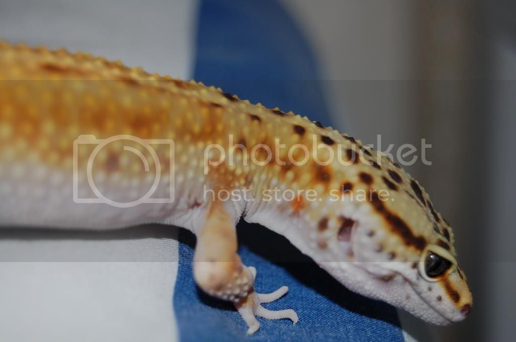 DSC_0078.jpg