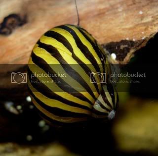 plankton_s_zebra_nerite_snail.jpg