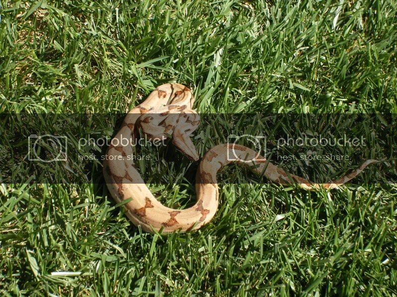 geckos098.jpg
