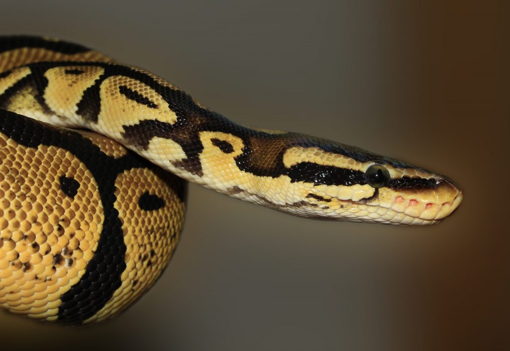 herpmagazine.com