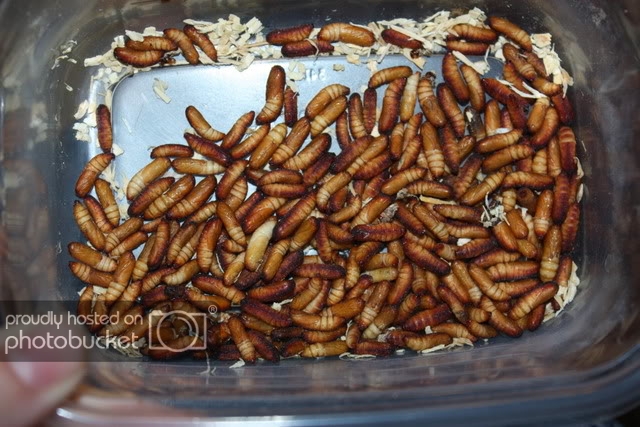 how to breed waxworms!