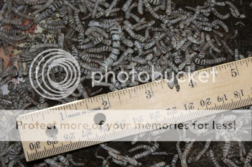 zebrasilkworms1ich-1.jpg