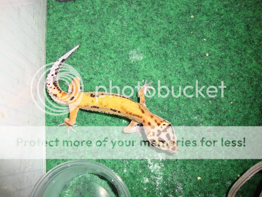 geckos039.jpg