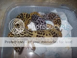 geckos4019.jpg