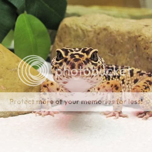 gecko1.jpg