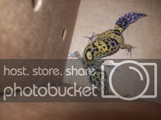 geckos2043.jpg