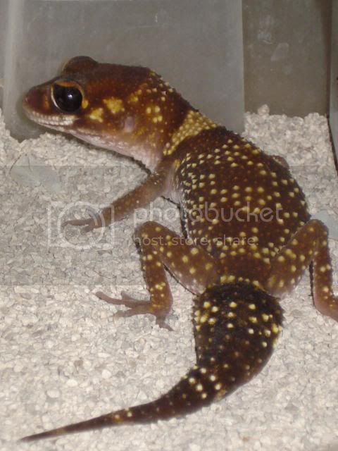 geckoniaenparoedura085.jpg