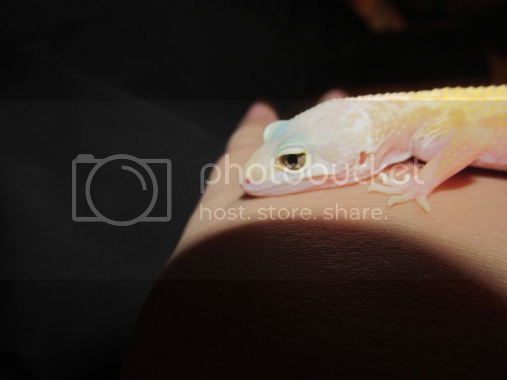 leopardgecko005.jpg