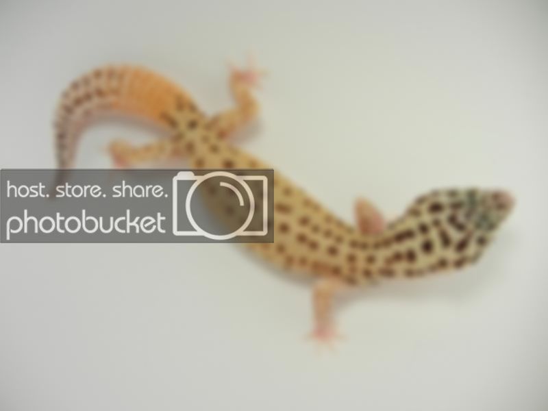 GeckosMay2011058.jpg