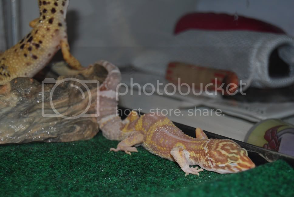 DSC_0121.jpg