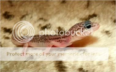 EasterGeckos083.jpg