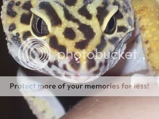 geckos1026.jpg