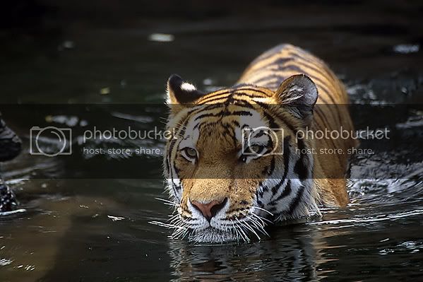 swimmingtiger600.jpg