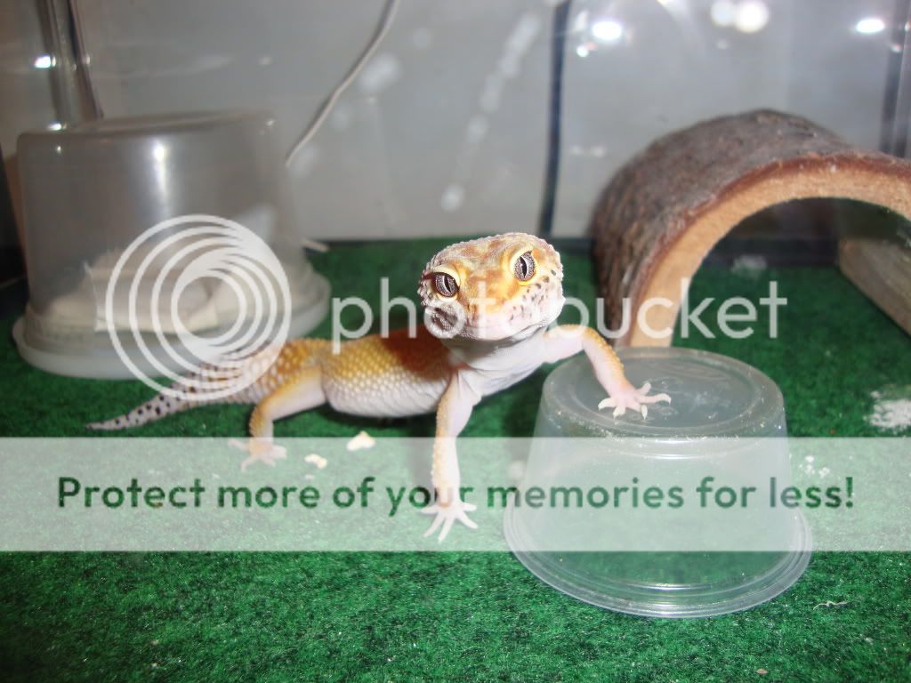 geckos049-1.jpg