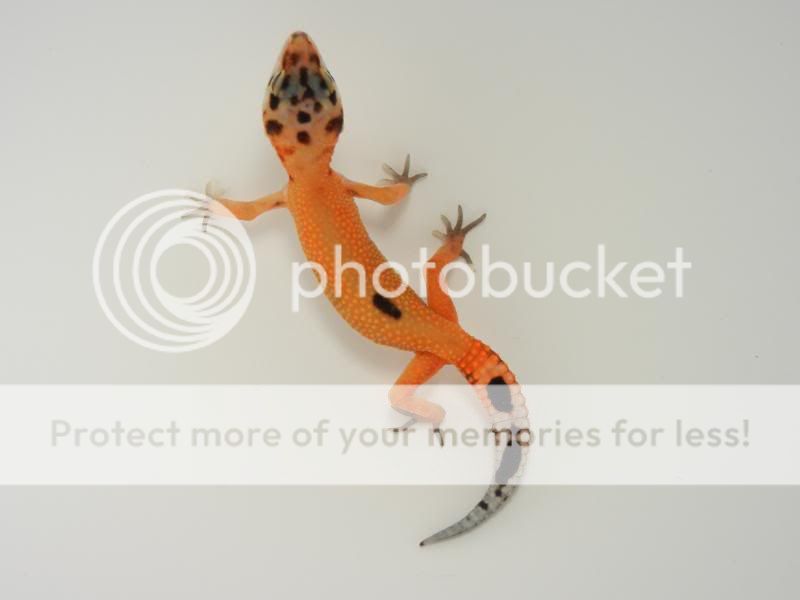 GeckosApril2011348.jpg