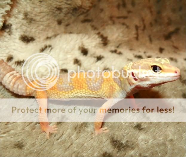 EasterGeckos058.jpg