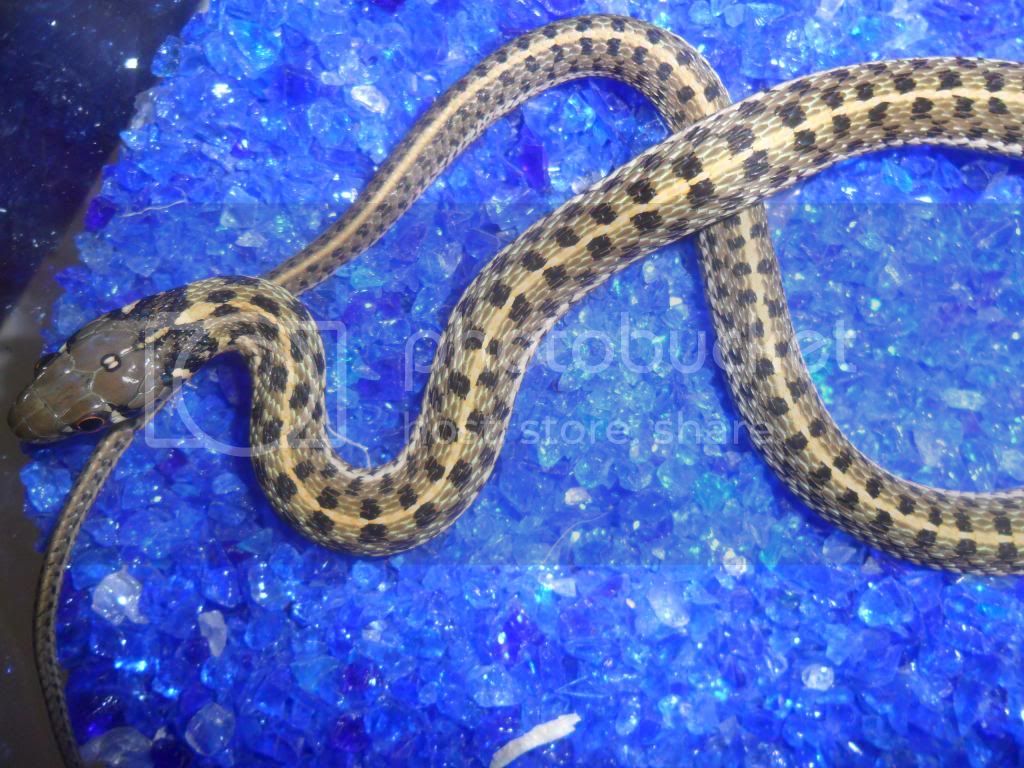 garter_zpscf8fa675.jpg