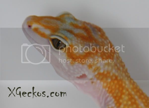 IMG_4234enigmaeyes.jpg