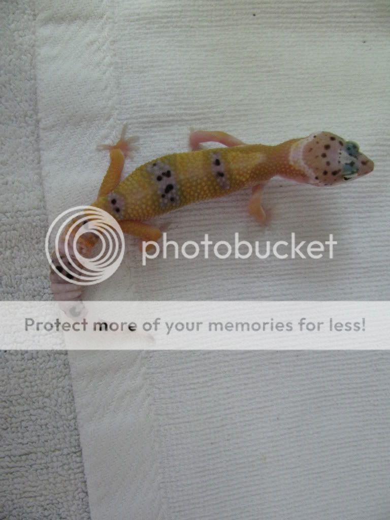 bebegeckos028.jpg