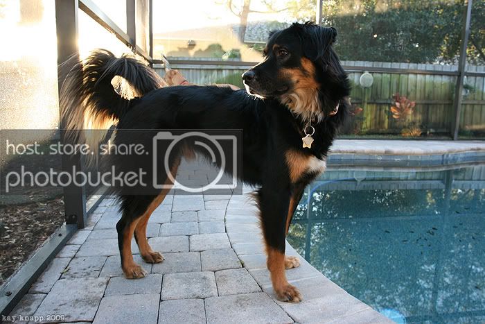 dogzfeb3.jpg