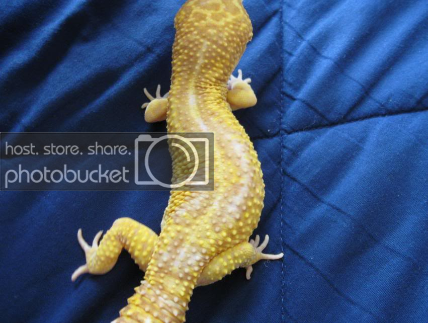 Leopardgeckos156-1.jpg