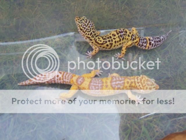 Piccies237.jpg
