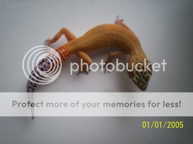 geckos016.jpg