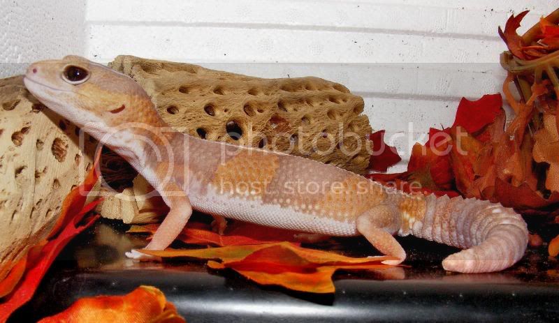 Maize9.jpg