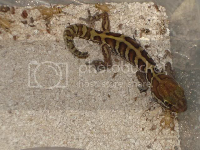 geckoniaenparoedura049.jpg