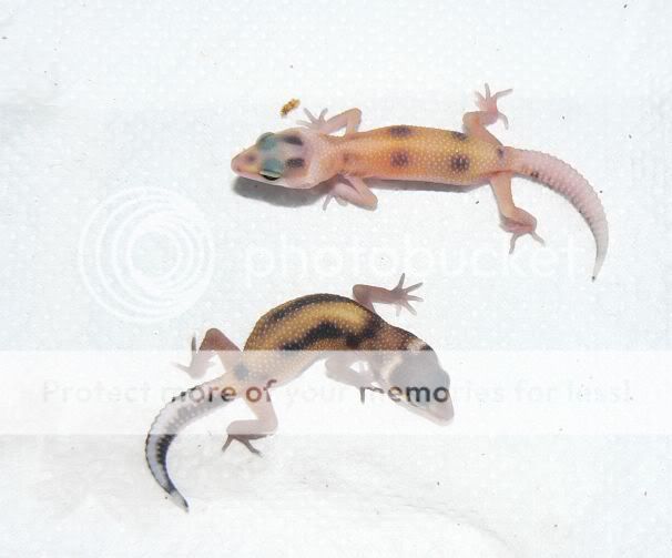enrs.jpg
