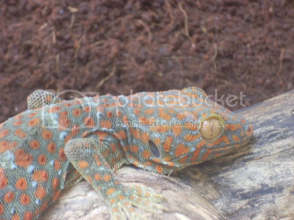 tokaygoodpics002.jpg
